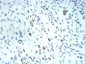 KPNA2 Antibody
